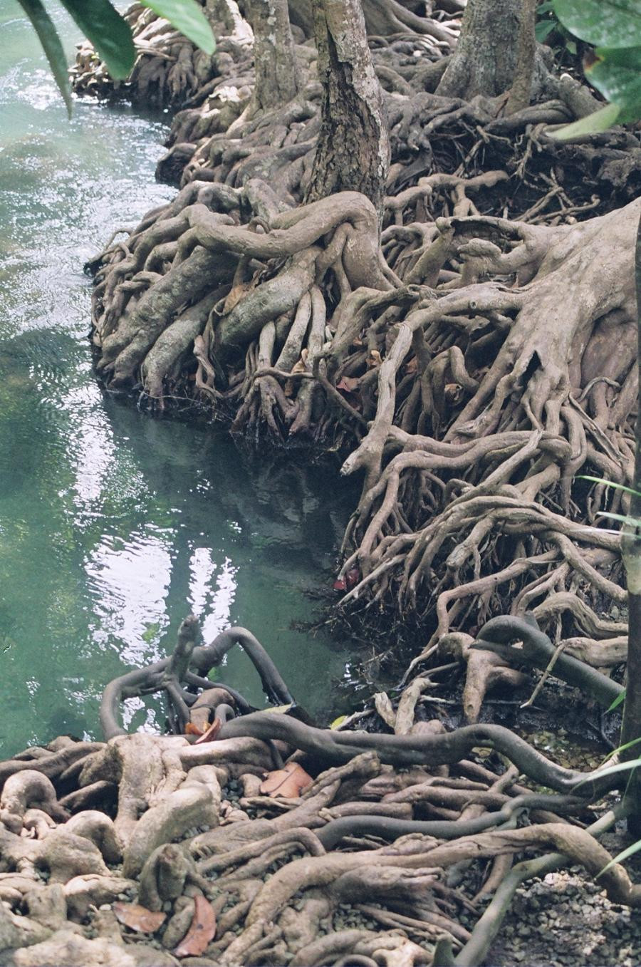 Trafalgar Square, celebra piata din centrul Londrei, s-a umplut de radacini