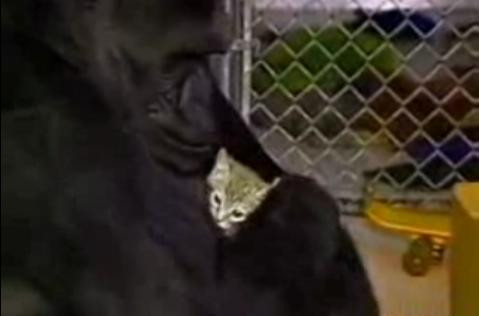 IMPRESIONANT! O gorila plange dupa cea mai buna prietena, o pisicuta!