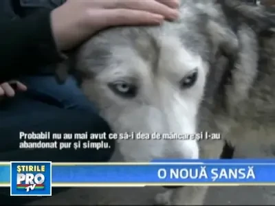 Husky Siberian, lovit si deshidratat, abandonat pe strazile din Constanta!