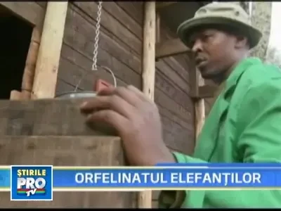 Gradinite-orfelinat, pentru puii de elefant african!