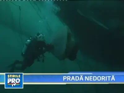 Invazie de meduze gigant in apele nipone! Pot ajunge si la 220 de kilograme