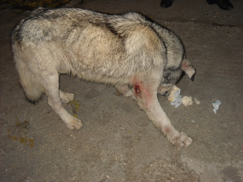 Viata de caine! Husky-ul gasit pe strazi in Constanta, abandonat din nou!