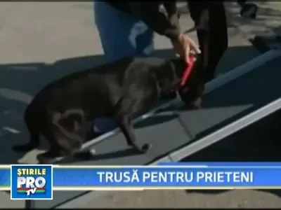 Trusa speciala, pentru stapanii cainilor care adora sa se plimbe cu masina