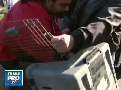 Catei castrati doar pe hartie, in Capitala! Cine are interesul si de ce?