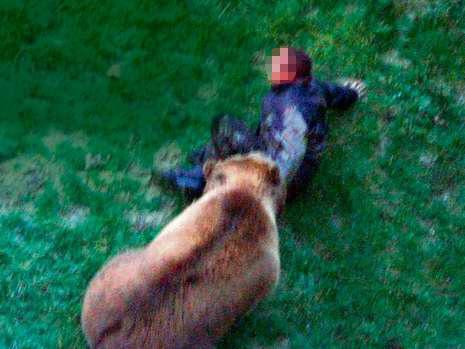 Mutilat de un urs, dupa ce a sarit in tarcul animalului!