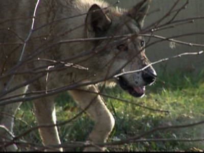 Ursii gunoieri le-au vandut pontul si lupilor!