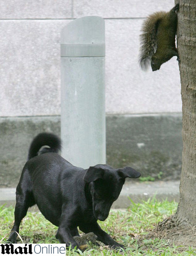 IMAGINI INCREDIBILE! O veverita isi salveaza puiul de atacul unui caine!