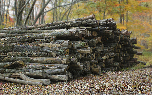 A murit in chinuri groaznice, strivit de un bustean