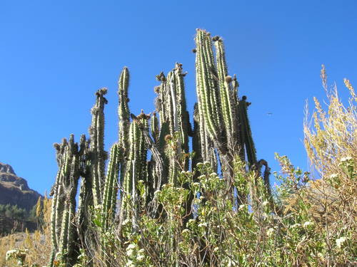O specie rara de cactus este pe cale de disparitie