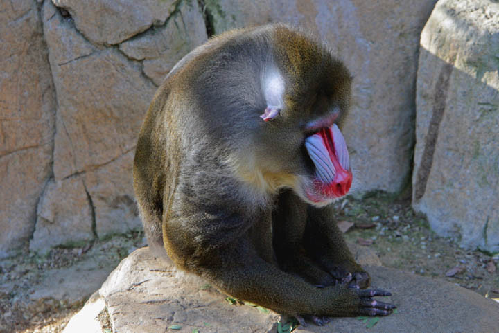 Gradina zoologica din Budapesta se mandreste cu doi pui de maimuta!