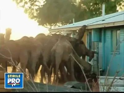Autoritatile australiene planuiesc un masacru! Mii de camile vor fi ucise!