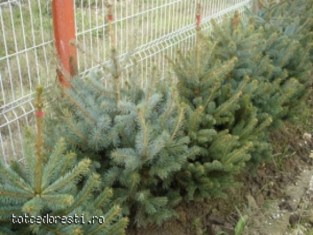 Saraci sunt romanii, sarac si fara brazi este si Craciunul!