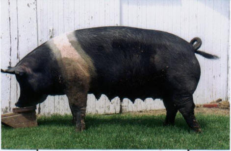 Panica la ferma! Flatulentele unei scroafe au declansat alarma de gaze!