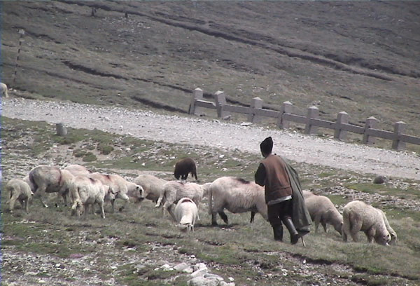 A incercat sa isi salveze oile, dar a murit el in locul lor