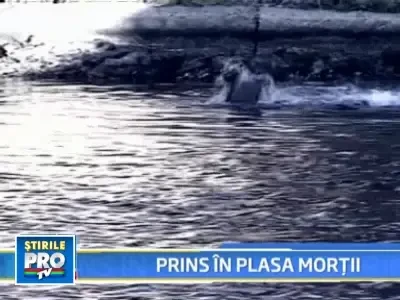 Sfarsit cumplit! A murit inecat dupa ce s-a incurcat in plasele de pescuit
