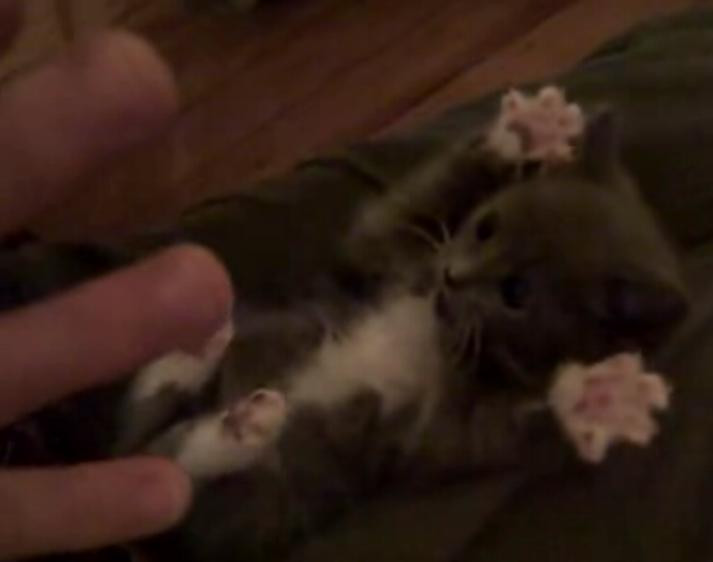 Pe locuri, fii gata, nu misca! Uite cum isi asculta o pisicuta stapanul