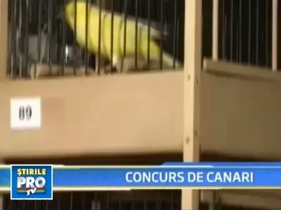 S-a dat startul la concursul de cantat pentru...canari!