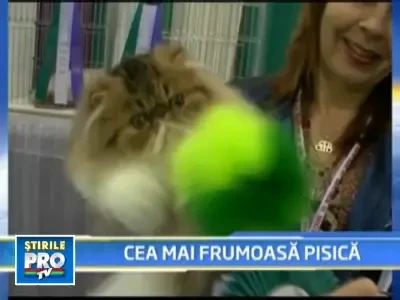 Miauuu... Mi-au furat coroana! Vezi aici concursul felinelor!