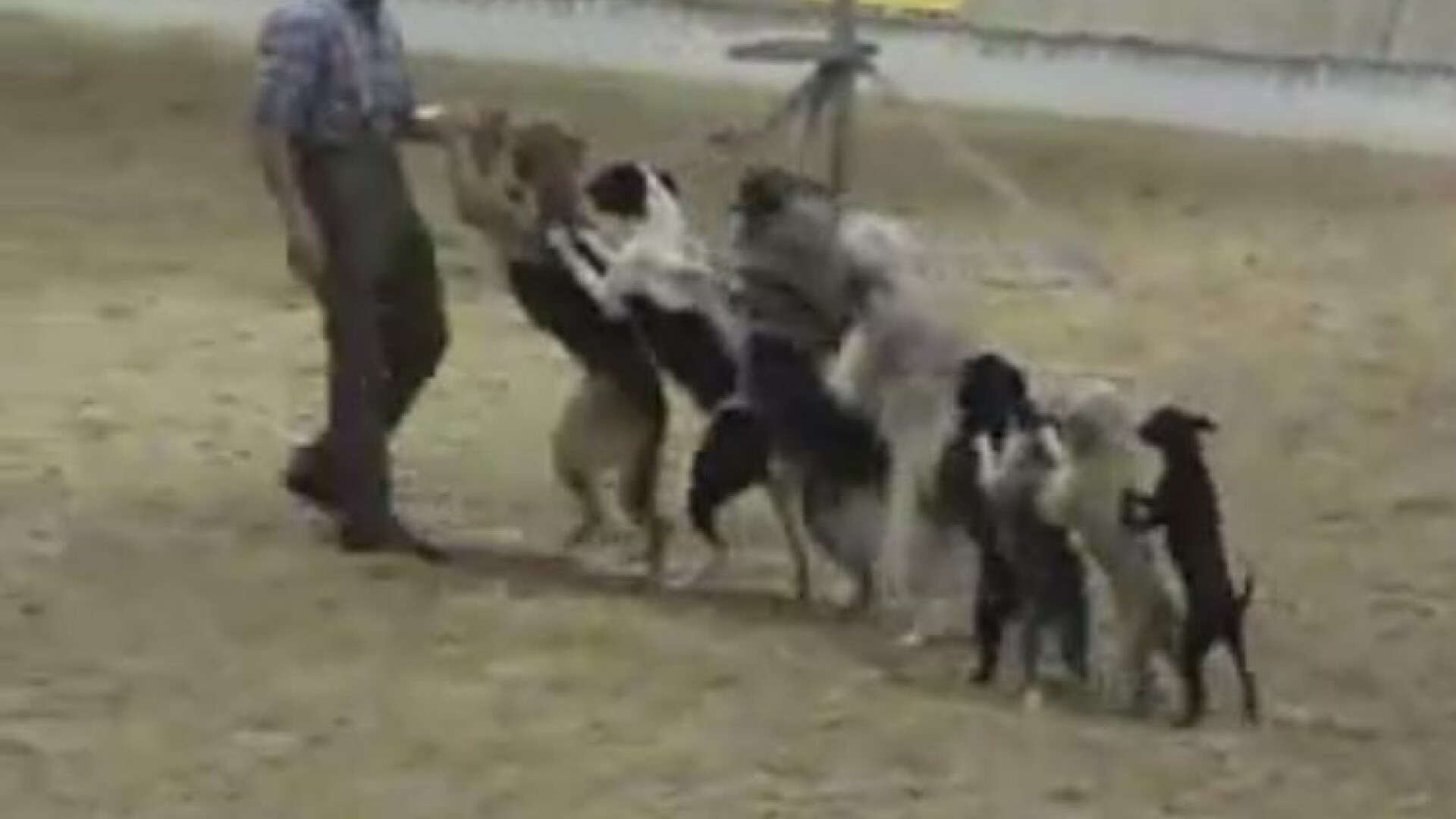 Circ total cu o haita de caini si un dresor cu multa putere de "convingere"