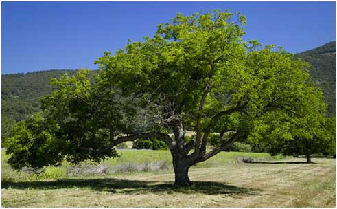 Ti-ai petrece vacanta in copac? E oferta unei pensiuni din Spania!