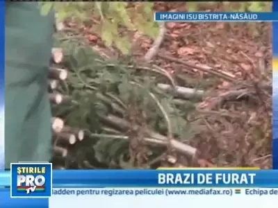 Se apropie sarbatorile, asa ca hotii de brazi s-au pus si ei pe treaba
