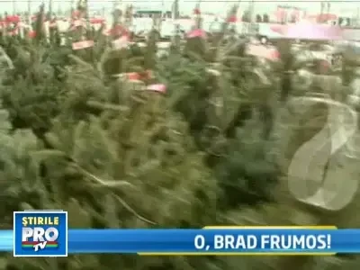 Brazii de Craciun nu sunt mai scumpi ca anul trecut!