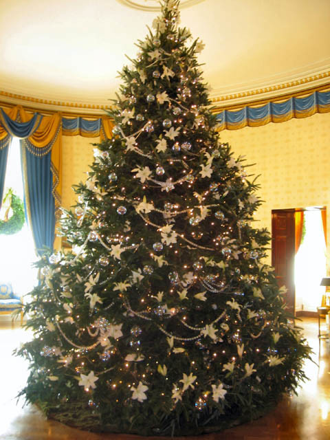 De vanzare: brazi in ghiveci pentru Craciun. Costa pana la 170 lei/bucata