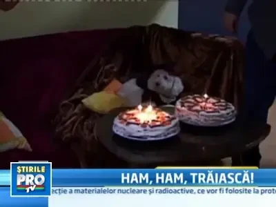 Petrecere de aniversare cu tort si cadouri pentru doi catei din Baia Mare