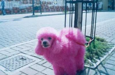 Un pudel roz, discriminat din cauza culorii... blanitei!