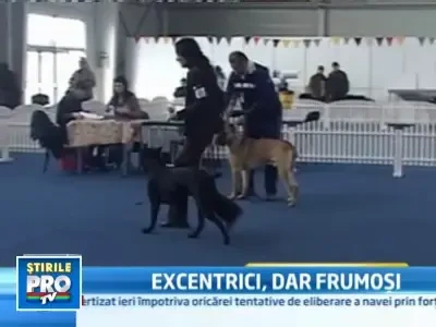 Coafuri indraznete si haine ultimul racnet, la un concurs canin din Arad