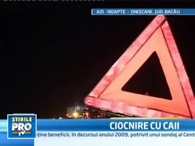 O ambulanta a lovit in plin doi cai rataciti, pe o sosea din judetul Bacau!