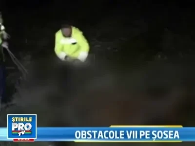 O ambulanta a lovit in plin doi cai rataciti, pe o sosea din judetul Bacau!