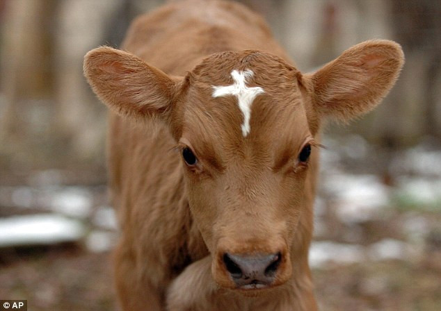 Cadou special de sarbatori: Moise, vitelul cu cruce in frunte! VIDEO