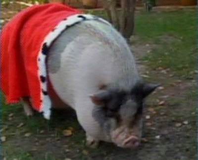 Clint Eastwood si-a imbracat porcul special pentru Craciun