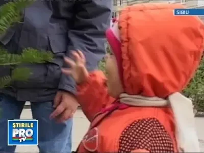 In padurile din Cluj nu prea mai sunt brazi de taiat! Apelam la importuri