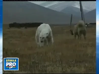 Diplomatii se pierd in documente, ursii polari se sting de foame