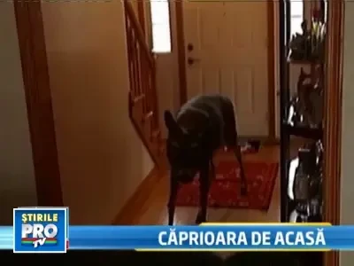 A pornit cu stangul in viata, dar acum este cea mai rasfatata caprioara