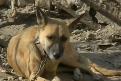 Liza, catelusa care a supravietuit atentatelor din Bagdad!