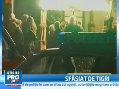 Dresor ranit de tigri, in timpul unui spectacol! A ramas fara mana stanga