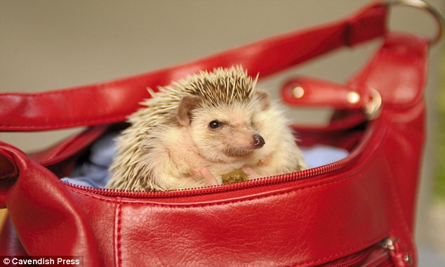 O franțuzoaică și-a transformat locuința într-un centru de salvare a aricilor. A ajutat peste 1000 de vietăți