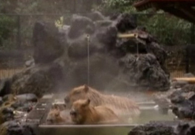 Bai fierbinti pentru animalele de la gradinile zoologice din Japonia!