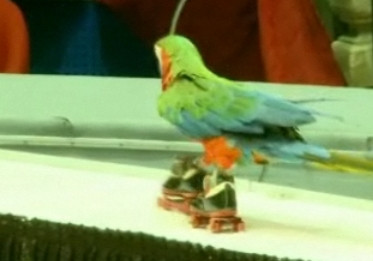 Papagalii uriasi si clovnii lui Muc i-au incantat spectatorii de la circ!