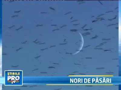 "Dansul graurilor"! Din California, pana la Roma