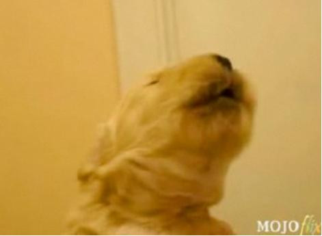 Catelusul care invata sa fluiere!