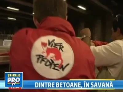 Richee si Paco, leii din Urziceni si Salajan, au ajuns in Africa de Sud!