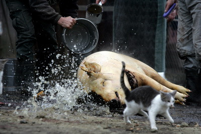 Unde-i lege, nu-i tocmeala? Porci sacrificati pe sosea, sub ochii politiei