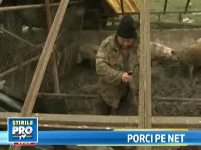 Rezerva-ti porcul de Craciun pe internet!