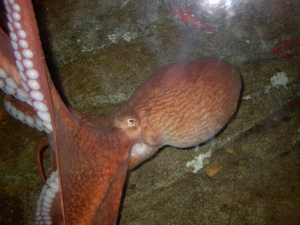 O caracatita a prezis cine castiga in partida Germania - Anglia!