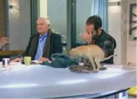 Sunt un catel mic, dar pot face o treaba... mare in studioul de stiri!