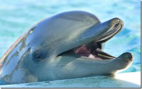 Cat de inteligenti sunt delfinii?Se pot imita unul pe altul fara sa se vada
